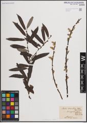Foto von Salix eleagnos Scop.